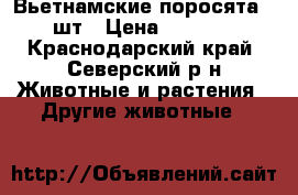 Вьетнамские поросята 6 шт › Цена ­ 3 500 - Краснодарский край, Северский р-н Животные и растения » Другие животные   